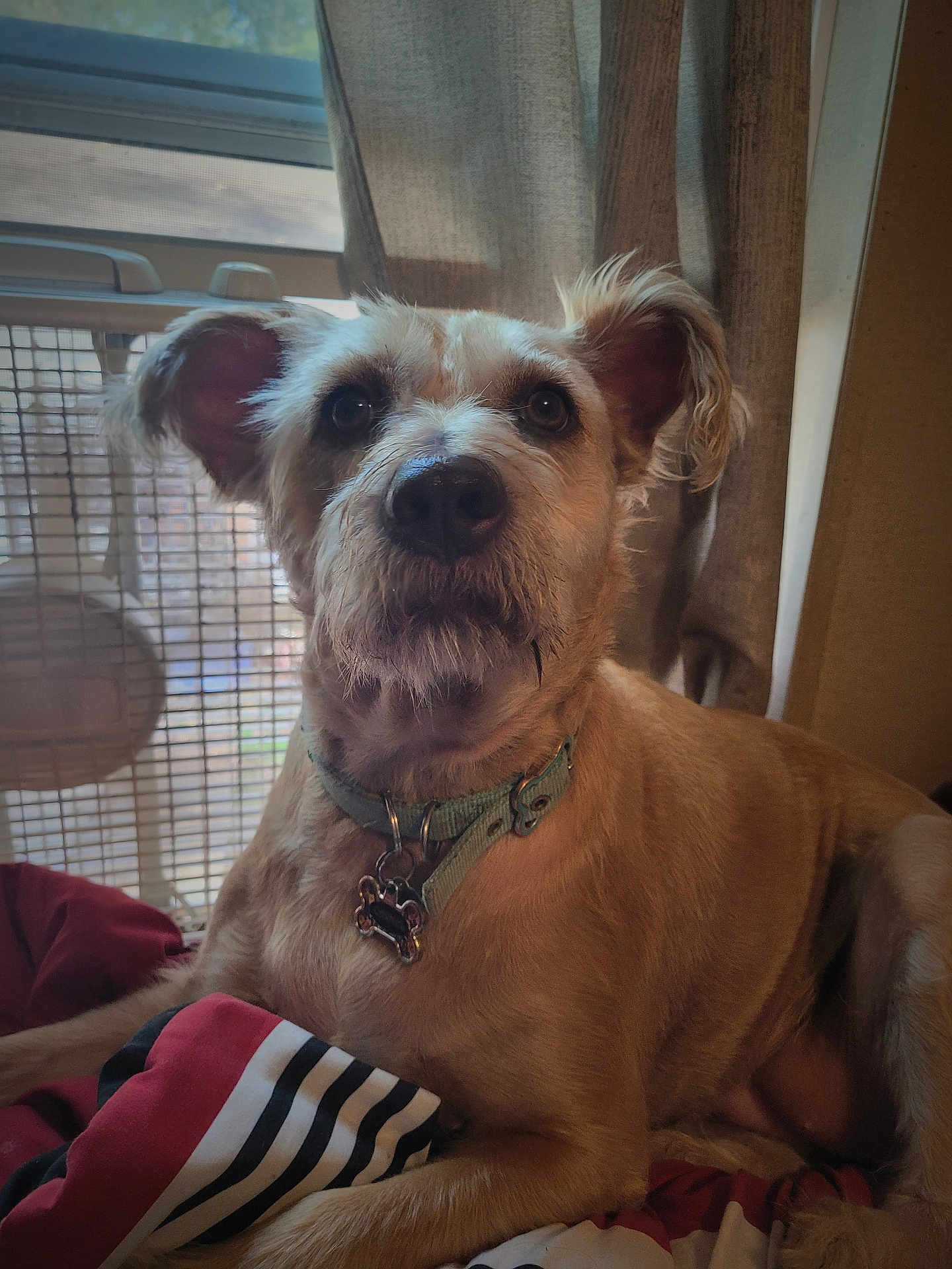 Carmel is registered to the contest to win money with this photo: dog, pet, indoor, blanket, curtain, window, fan, collar, fur, canine, resting, animal, portrait, domestic, cute, ears, snout, brown, relaxed, house