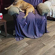 Carmel is registered to the contest to win money with this photo: dog, armchair, remote_control, purple_cover, curtains, window, living_room, wooden_floor, pet, relaxed, furniture, indoor, domestic_animal, canine, resting, household, comfort, seat, cozy, casual