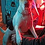Tofu joined the competition — help win amazing prizes! dog, indoor, person, clothing, shoe_organizer, paws, chain_collar, furniture, human_arm, warm_lighting, red_light, casual, background, standing, pet, domestic_animal, interaction, home, floor, jeans