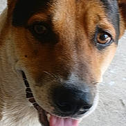 Tofu joined the competition — help win amazing prizes! dog, canine, pet, tongue, close_up, brown, white, black, fur, face, ears, mouth, outdoor, concrete, brick_wall, friendly, curious, animal, domestic, mammal