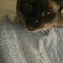 Princess is registered to the contest to win money with this photo: cat, blurred, close_up, animal, pet, feline, face, fur, whiskers, indoor, resting, fabric, texture, brown, black, soft, domestic_animal, cute, portrait, furry