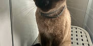 Princess joined the competition — help win amazing prizes! cat, siamese_cat, pet, animal, feline, indoor, sitting, collar, whiskers, tail, furniture, plastic_surface, blurred, shadow, closeup, cute, domestic_animal, fur, ears, paws