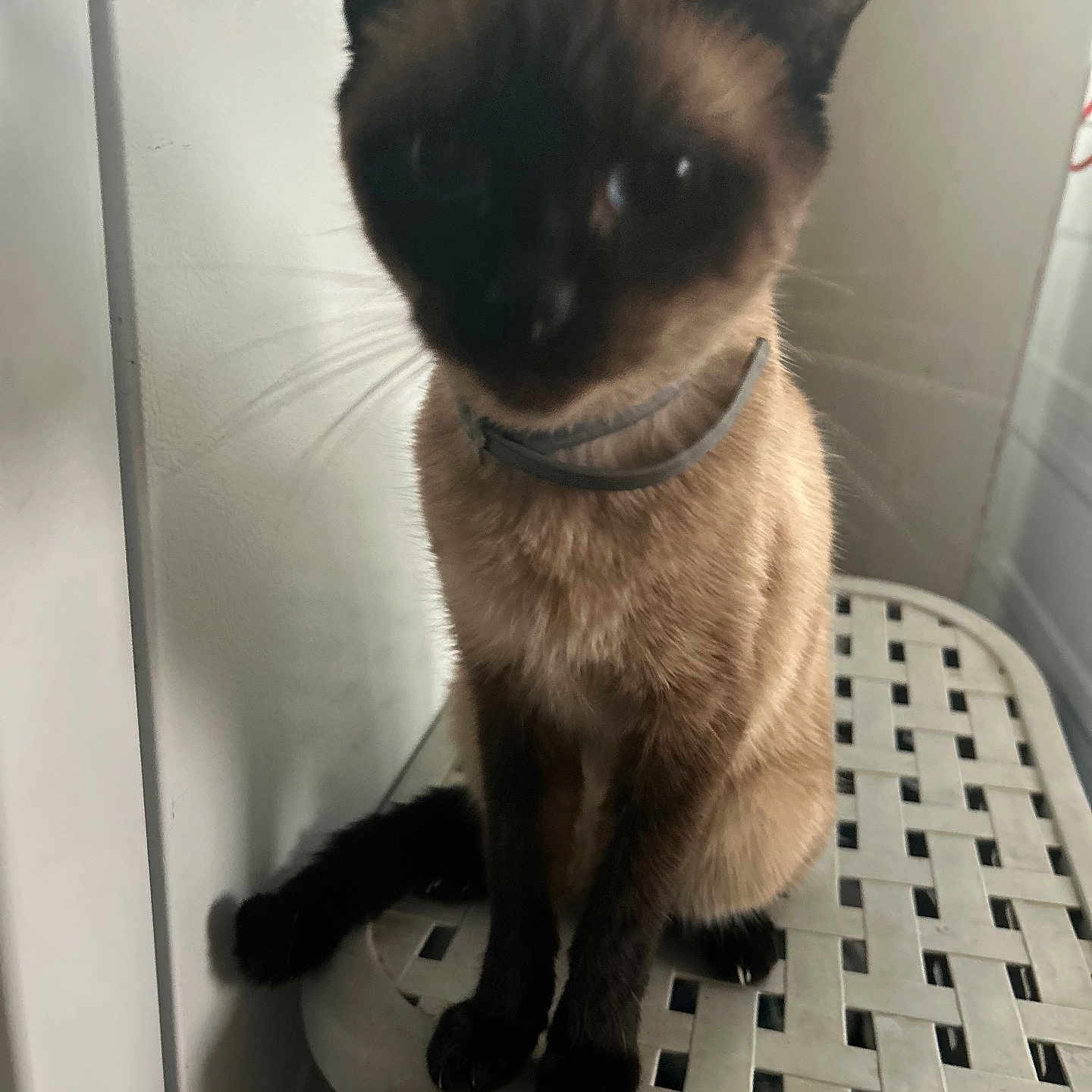 Princess joined the competition — help win amazing prizes! animal, blurred, cat, closeup, collar, cute, domestic_animal, ears, feline, fur, furniture, indoor, paws, pet, plastic_surface, shadow, siamese_cat, sitting, tail, whiskers