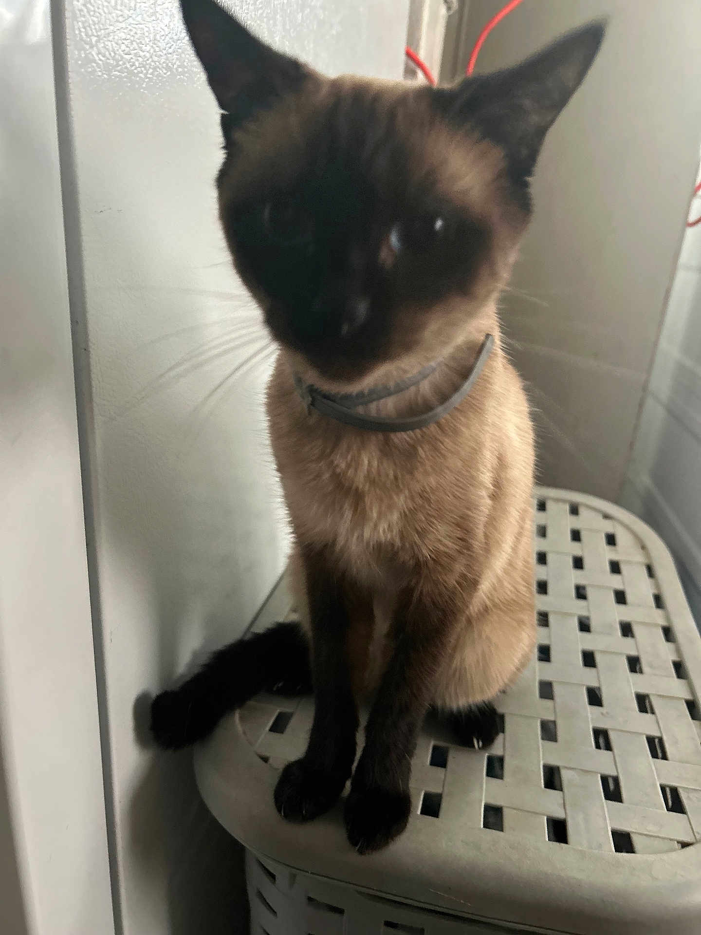 Princess joined the competition — help win amazing prizes! cat, siamese_cat, pet, animal, feline, indoor, sitting, collar, whiskers, tail, furniture, plastic_surface, blurred, shadow, closeup, cute, domestic_animal, fur, ears, paws