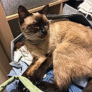 Princess joined the competition — help win amazing prizes! siamese_cat, cat, pet, feline, animal, indoor, clothes, denim, basket, relaxed, fur, whiskers, ears, collar, storage, wooden_shelf, fabric, domestic, resting, brown