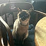 Princess joined the competition — help win amazing prizes! cat, siamese_cat, chair, wooden_chair, cushion, table, wooden_table, indoor, pet, animal, feline, collar, curious, sitting, window, soft_light, home, furniture, whiskers, domestic_animal