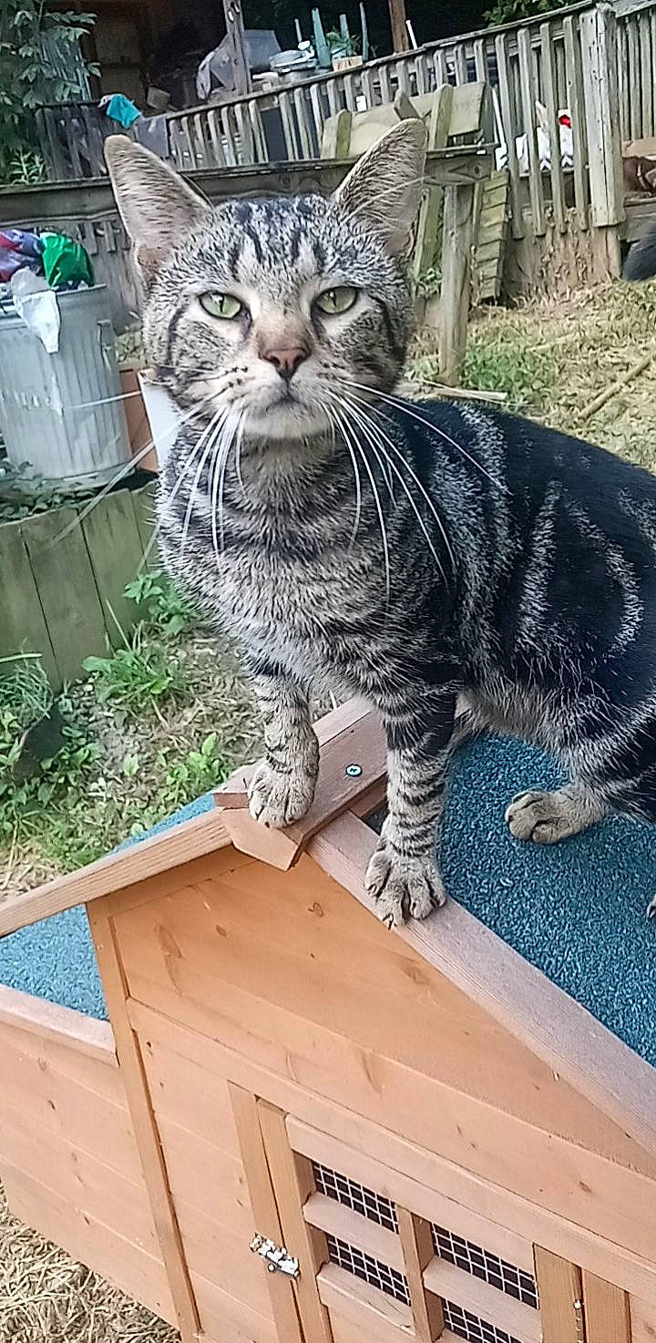 Hector joined the competition — help win amazing prizes! carnivore, cat, claw, domestic_short_haired_cat, felidae, fur, grass, pattern, paw, plant, sitting, small_to_medium_sized_cats, snout, tail, terrestrial_animal, tree, whiskers, wildlife, wood