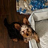 puppy, dog, wet_fur, ears, floor, wooden_floor, dog_bed, blanket, toy, blue_toy, indoor, pet, curious, looking_up, small_dog, fluffy, cute, animal, companion, domestic