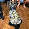 dog, pet, jersey, number_13, wooden_floor, indoor, person, crouching, black_fur, brown_fur, small_dog, clothing, casual, tattoo, barefoot, flooring, furniture, interaction, animal, companion