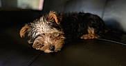 Arlo is registered to the contest to win money with this photo: puppy, dog, sleeping, black_leather_couch, indoor, fur, pet, cute, cozy, resting, small_dog, animal, canine, relaxation, home, furniture, soft_light, brown, black, adorable