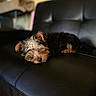 puppy, dog, sleeping, black_leather_couch, indoor, fur, pet, cute, cozy, resting, small_dog, animal, canine, relaxation, home, furniture, soft_light, brown, black, adorable