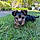 Arlo