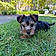 Arlo