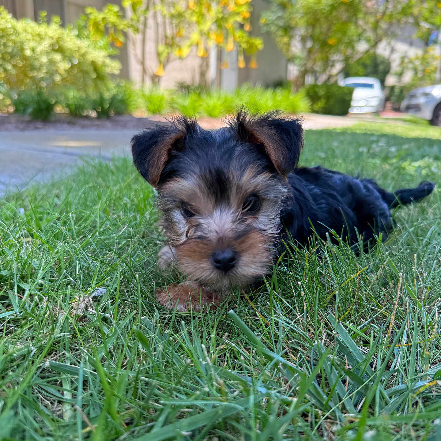 Arlo