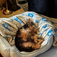 Arlo is registered to the contest to win money with this photo: dog, pet, bed, blanket, paw_prints, bone_pattern, nap, sleeping, cozy, indoor, furniture, lamp, cords, wood_floor, small_dog, curled_up, fur, relaxation, home, quiet