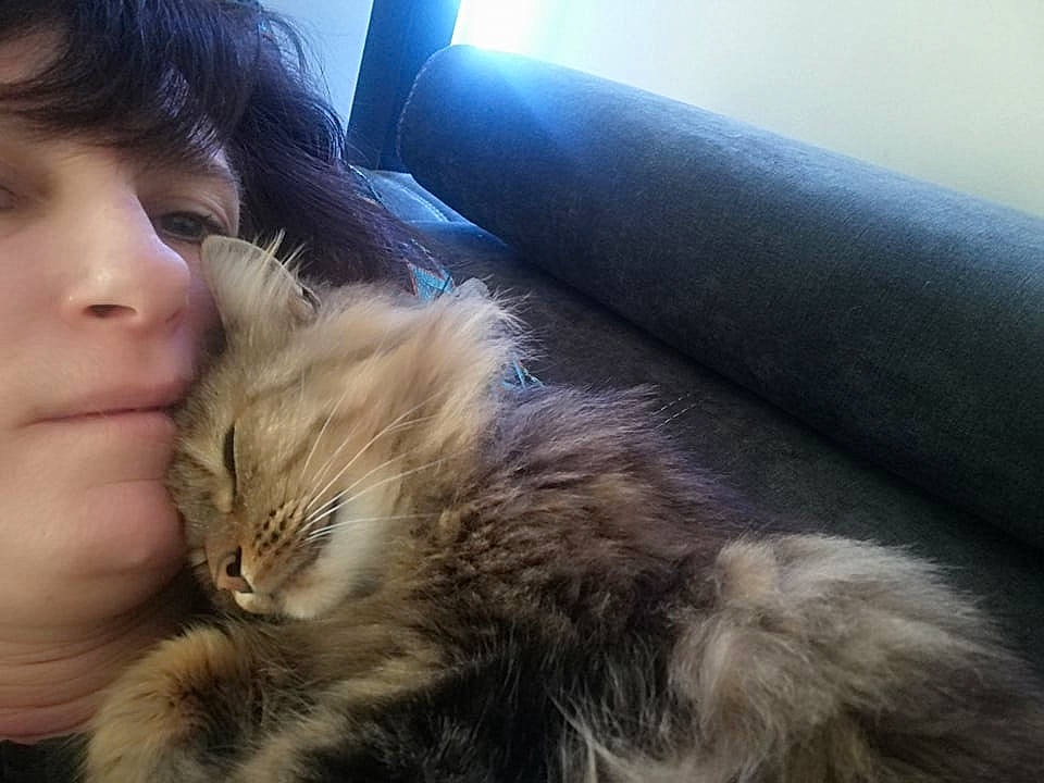 Lili participe au concours pour gagner de l'argent avec cette photo : carnivore, cat, claw, comfort, companion_dog, couch, domestic_short_haired_cat, ear, fawn, felidae, fur, gesture, lap, nose, paw, skin, small_to_medium_sized_cats, snout, tail, whiskers