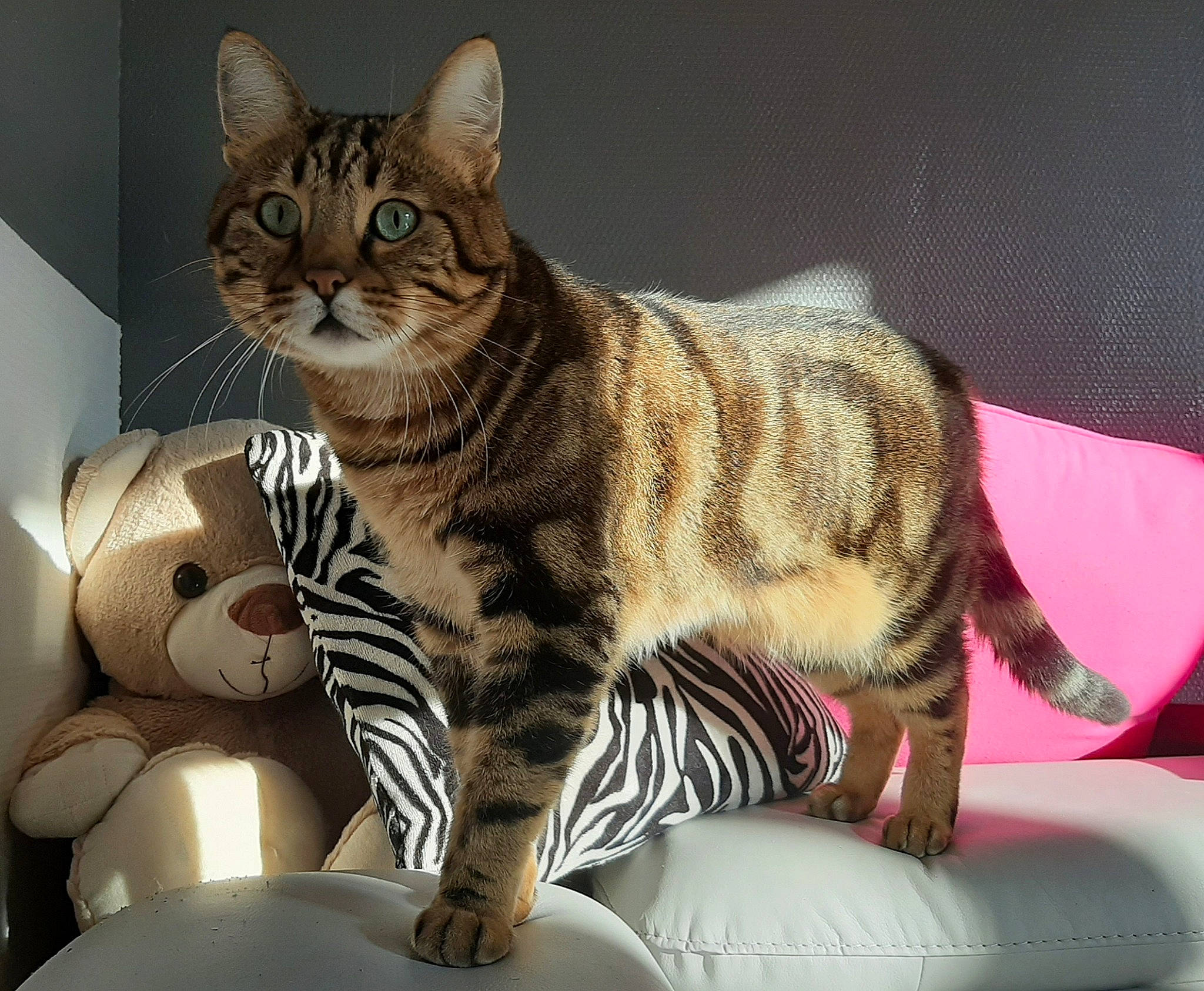 Bownty a rejoint le concours — aidez-le/la à gagner de superbes lots ! american_shorthair, american_wirehair, asian, australian_mist, bengal, california_spangled, carnivore, cat, domestic_short_haired_cat, dragon_li, european_shorthair, felidae, mammal, ocicat, pixie_bob, small_to_medium_sized_cats, sokoke, tabby_cat, vertebrate, whiskers