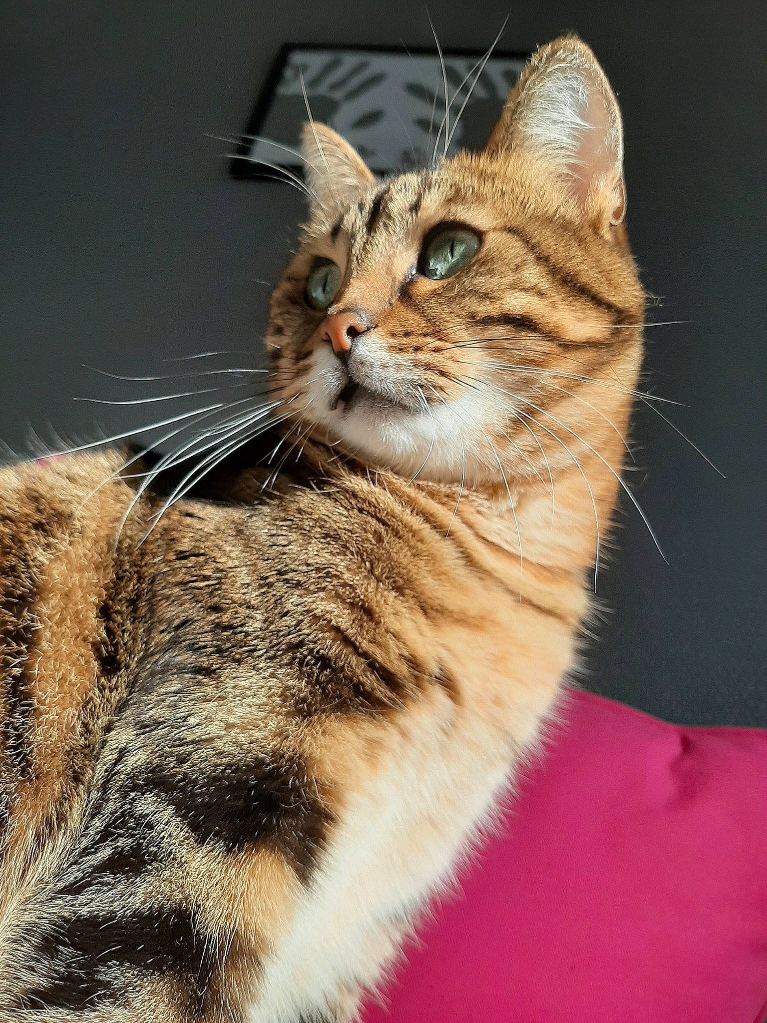 Bownty participe au concours pour gagner de l'argent avec cette photo : aegean_cat, american_bobtail, american_shorthair, american_wirehair, asian, australian_mist, carnivore, cat, domestic_short_haired_cat, dragon_li, european_shorthair, felidae, fur, kitten, mammal, small_to_medium_sized_cats, snout, tabby_cat, vertebrate, whiskers