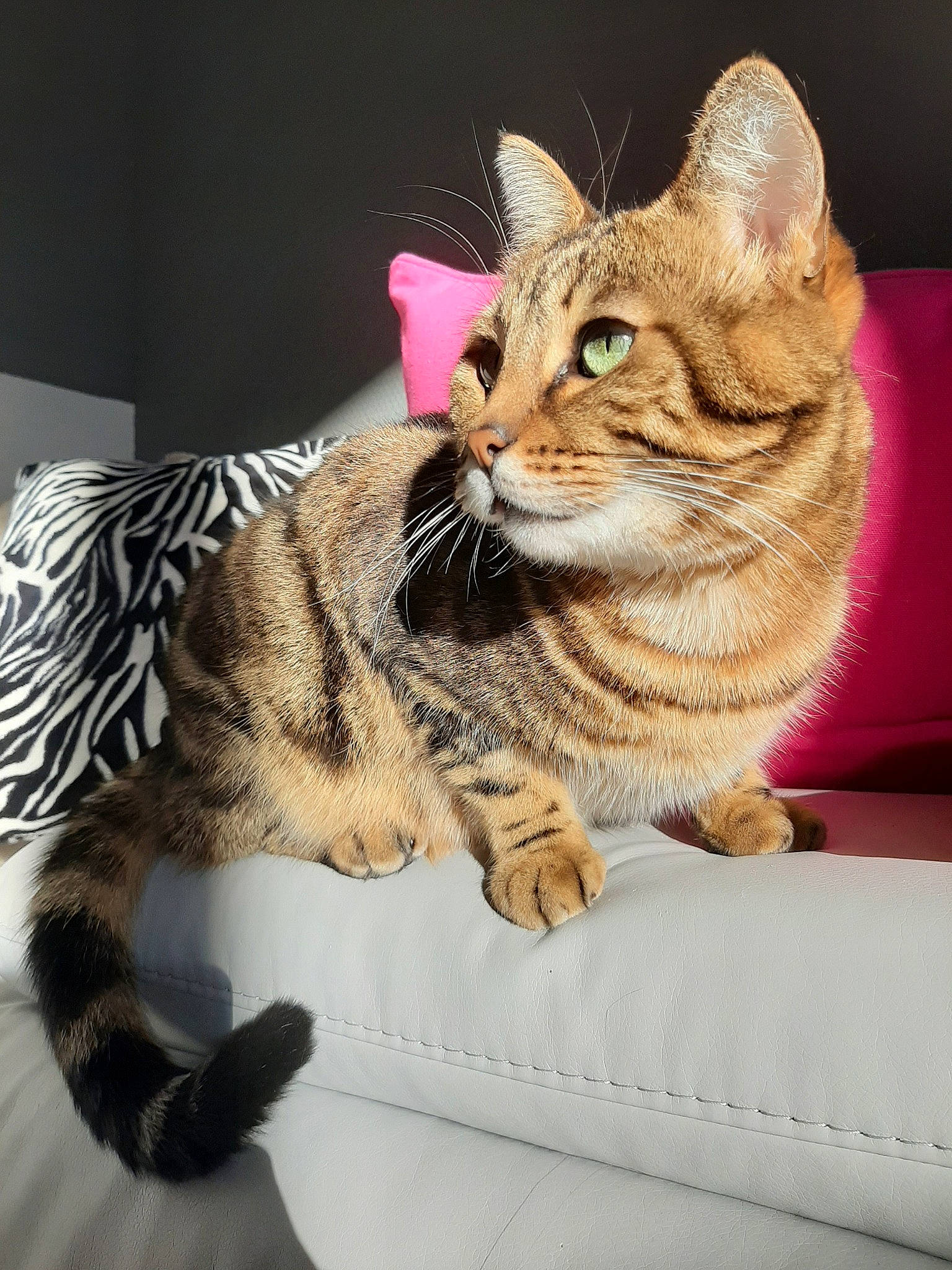 Bownty participe au concours pour gagner de l'argent avec cette photo : american_shorthair, asian, bengal, california_spangled, carnivore, cat, domestic_short_haired_cat, dragon_li, egyptian_mau, european_shorthair, felidae, mammal, ocicat, pixie_bob, savannah, small_to_medium_sized_cats, tabby_cat, toyger, vertebrate, whiskers