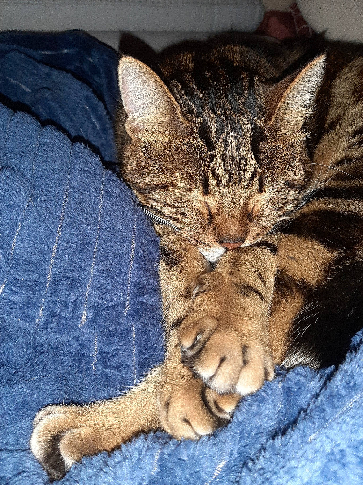 Bownty a rejoint le concours — aidez-le/la à gagner de superbes lots ! asian, california_spangled, carnivore, cat, domestic_short_haired_cat, dragon_li, egyptian_mau, european_shorthair, felidae, fur, kitten, mammal, ocicat, paw, pixie_bob, small_to_medium_sized_cats, snout, tabby_cat, vertebrate, whiskers