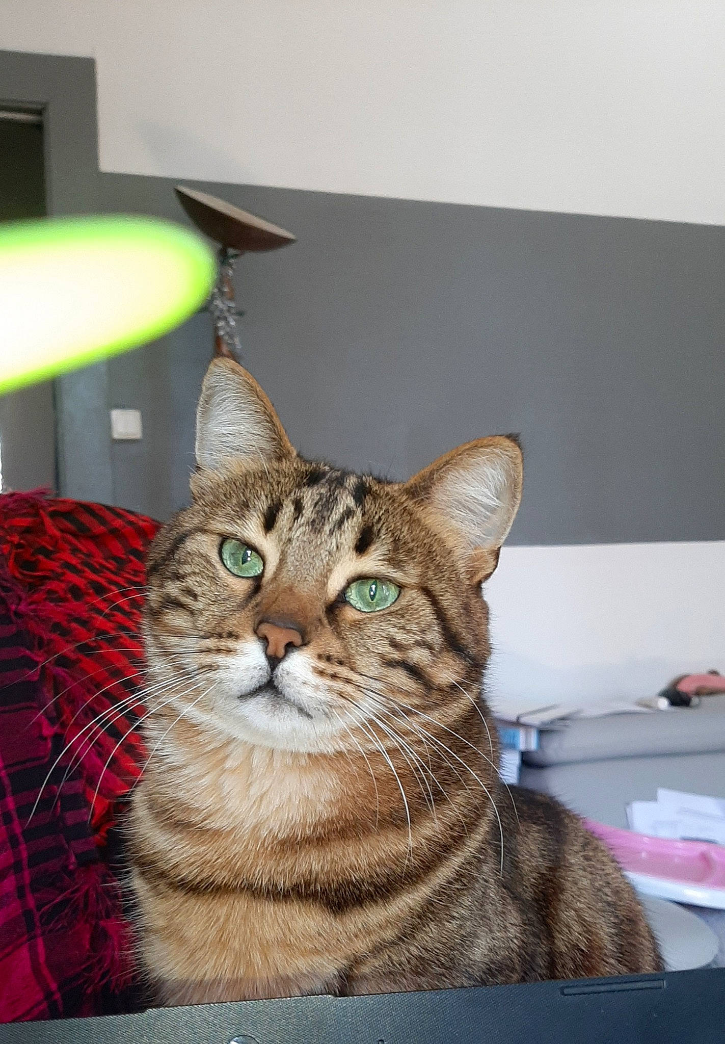 Bownty a rejoint le concours — aidez-le/la à gagner de superbes lots ! aegean_cat, american_shorthair, asian, australian_mist, california_spangled, carnivore, cat, domestic_short_haired_cat, dragon_li, european_shorthair, felidae, mammal, ocicat, pixie_bob, small_to_medium_sized_cats, snout, tabby_cat, toyger, vertebrate, whiskers