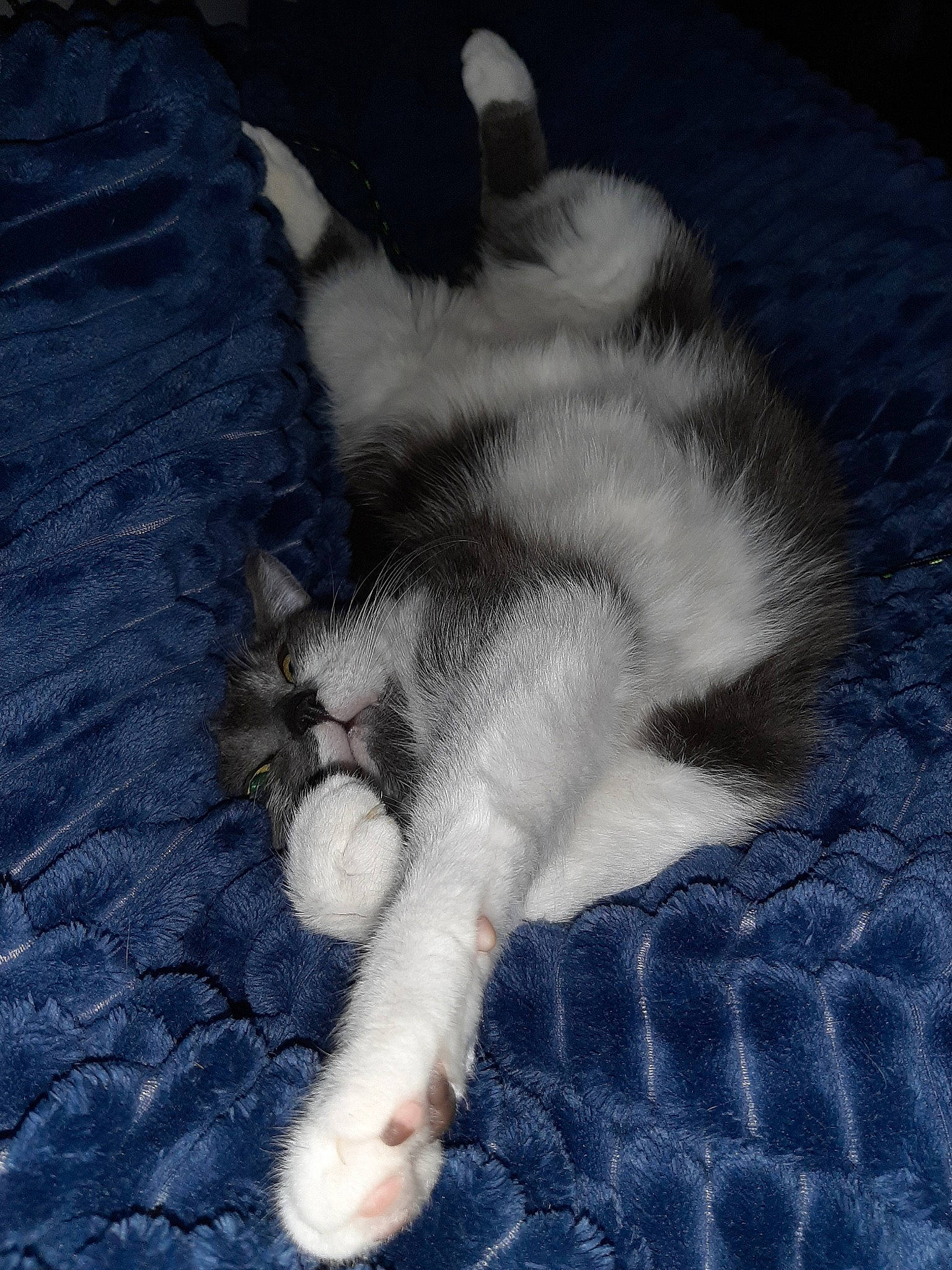 Capone a rejoint le concours — aidez-le/la à gagner de superbes lots ! carnivore, cat, claw, european_shorthair, felidae, fur, kitten, nap, norwegian_forest_cat, paw, polydactyl_cat, sleep, small_to_medium_sized_cats, tail, turkish_angora, whiskers