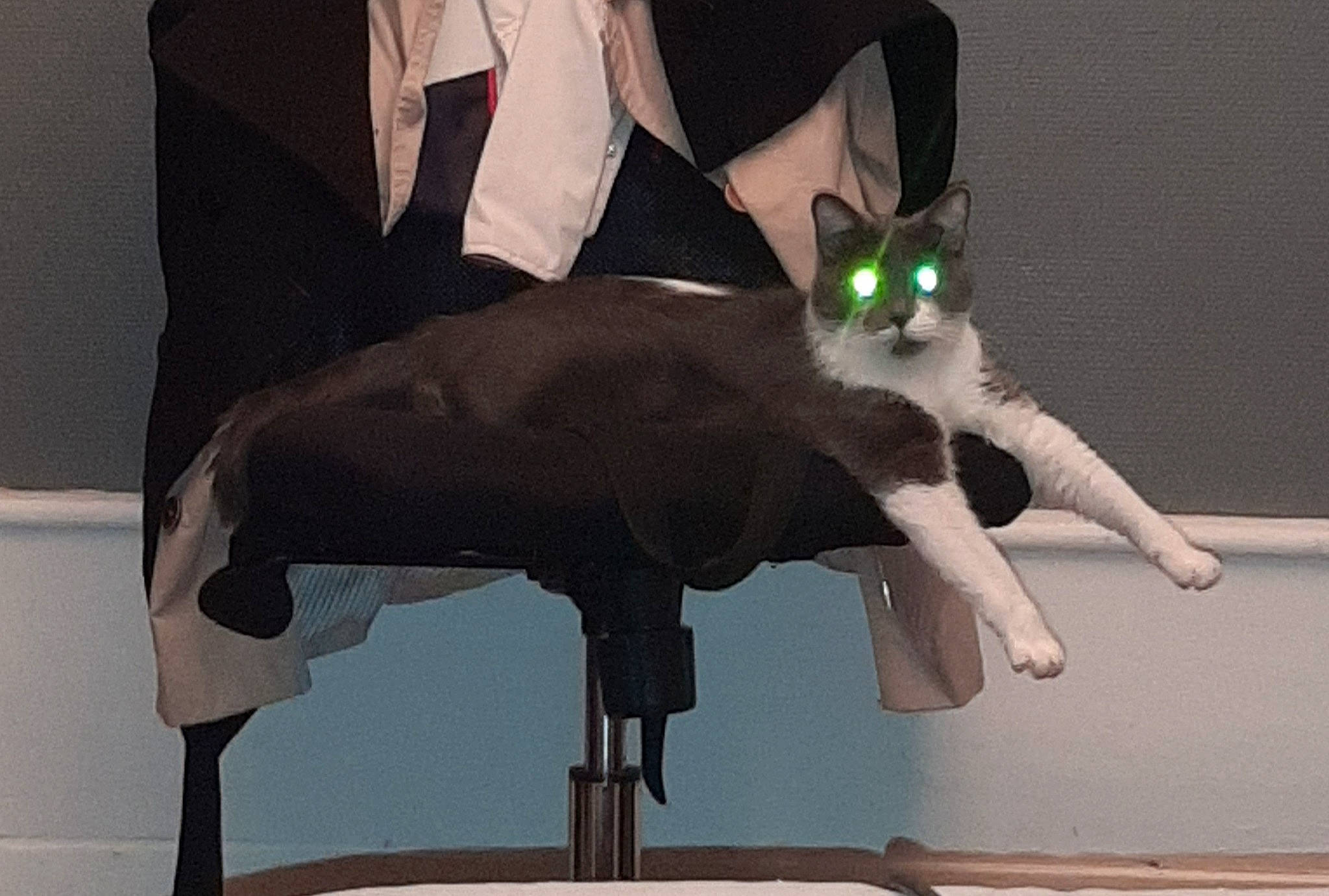 Capone participe au concours pour gagner de l'argent avec cette photo : black_cat, carnivore, cat, domestic_short_haired_cat, felidae, kitten, polydactyl_cat, small_to_medium_sized_cats, tail, whiskers