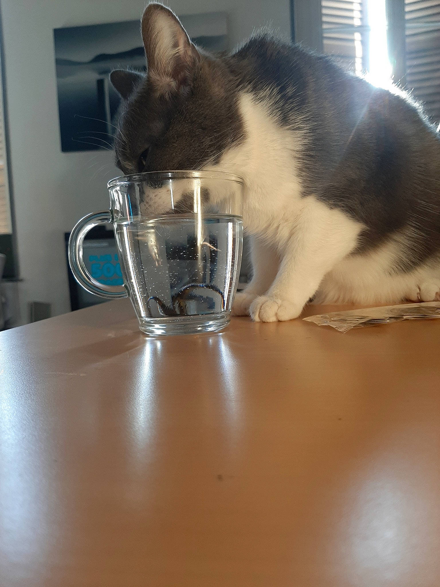 Capone participe au concours pour gagner de l'argent avec cette photo : carnivore, cat, domestic_short_haired_cat, felidae, polydactyl_cat, small_to_medium_sized_cats, whiskers