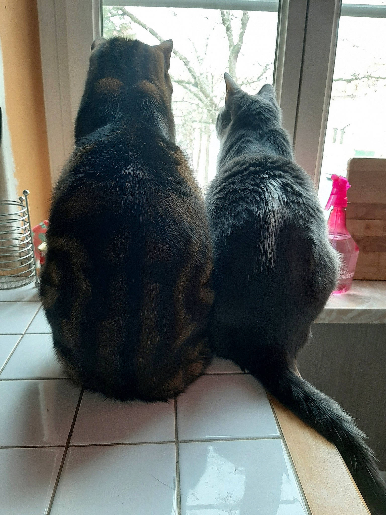 Capone participe au concours pour gagner de l'argent avec cette photo : black_cat, carnivore, cat, domestic_short_haired_cat, felidae, korat, russian_blue, small_to_medium_sized_cats, tail, whiskers