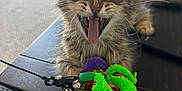 Smokey joined the competition — help win amazing prizes! kitten, cat, toy, colorful, fuzzy, table, indoor, living_room, fur, tongue, mouth_open, pet, cute, playful, small_animal, closeup, domestic_cat, feline, whiskers, ears