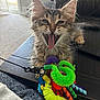 kitten, cat, toy, colorful, fuzzy, table, indoor, living_room, fur, tongue, mouth_open, pet, cute, playful, small_animal, closeup, domestic_cat, feline, whiskers, ears