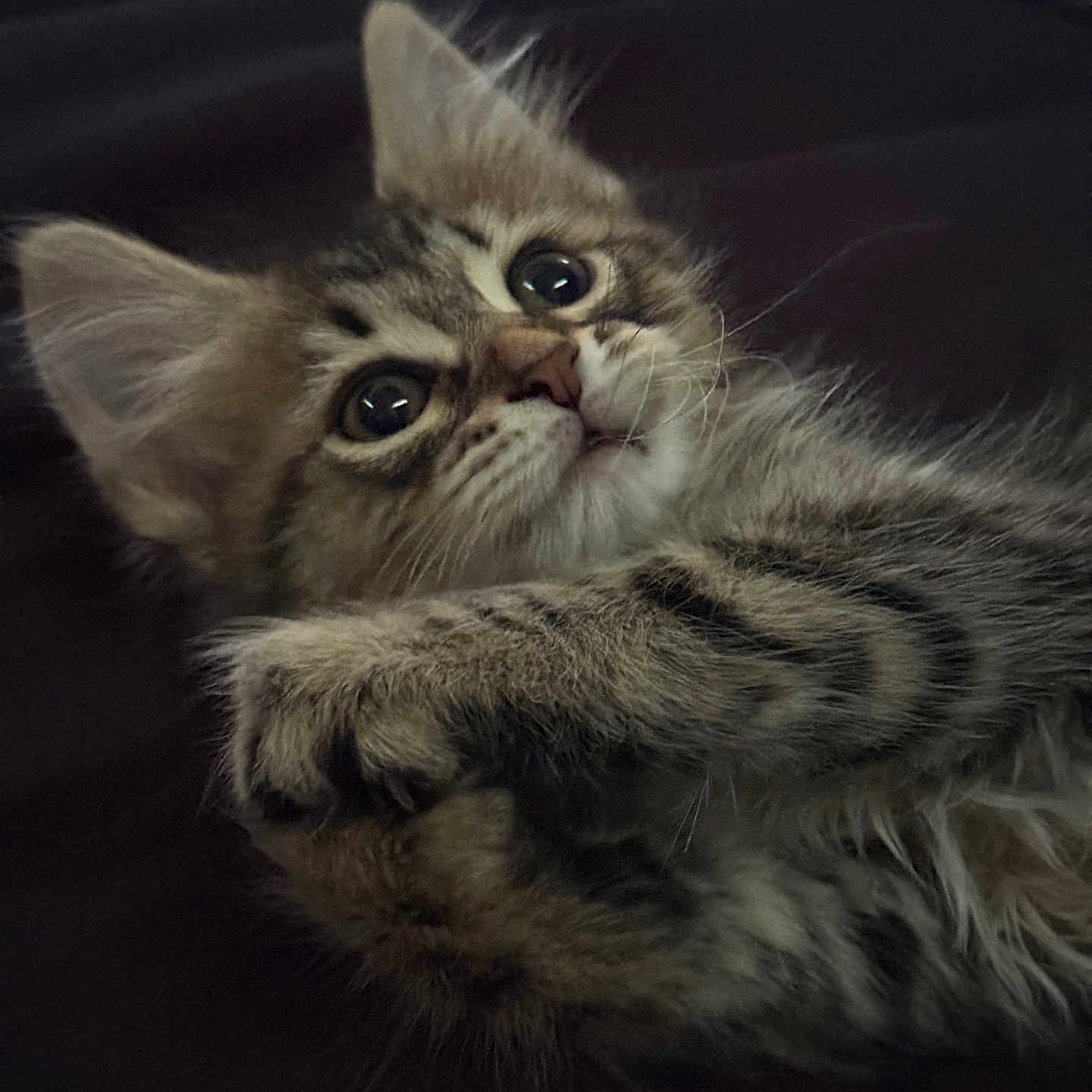 Smokey is registered to the contest to win money with this photo: adorable, animal, cat, closeup, curious, cute, eyes, feline, fur, indoor, kitten, lying_down, paws, pet, playful, portrait, soft, tabby, whiskers, young