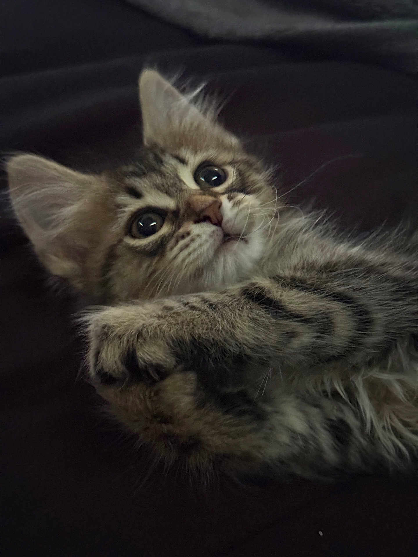 Smokey is registered to the contest to win money with this photo: kitten, cat, tabby, fur, whiskers, paws, cute, pet, animal, young, feline, closeup, portrait, indoor, curious, eyes, soft, playful, adorable, lying_down