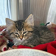 Smokey joined the competition — help win amazing prizes! kitten, cat, sleepy, fur, whiskers, blanket, red, beige, cozy, indoor, pet, animal, cute, young, feline, soft, resting, closeup, portrait, domestic