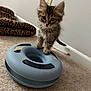 Smokey is registered to the contest to win money with this photo: kitten, cat, pet, toy, blue_toy, carpet, indoor, feline, small, curious, cute, animal, mammal, ears, whiskers, paws, furry, domestic, playful, leopard_print