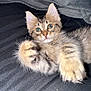 Smokey is registered to the contest to win money with this photo: kitten, cat, tabby, furry, pet, animal, cute, paw, lying, closeup, indoor, whiskers, ears, eyes, fur, playful, resting, soft, curious, young