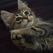 Baby joined the competition — help win amazing prizes! kitten, cat, tabby, fur, whiskers, paws, cute, pet, animal, young, feline, closeup, portrait, indoor, curious, eyes, soft, playful, adorable, lying_down