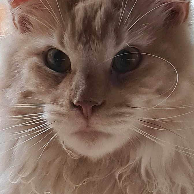 Ulk participe au concours pour gagner de l'argent avec cette photo : abyssinian, angora, animal, cat, computer, computerhardware, electronics, face, hardware, head, kitten, manx, monitor, pc, person, pet, photography, screen, siamese, snout