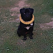 Asteroid joined the competition — help win amazing prizes! animal, black_dog, collar, cute, dog, ears, eyes, face, fur, grass, looking, nature, outdoor, path, pet, sitting, small_dog, tag, toy, yellow_ring
