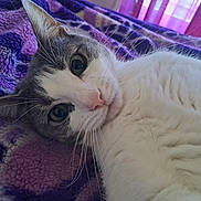 Faith Bubby joined the competition — help win amazing prizes! cat, feline, pet, animal, closeup, gray_and_white, whiskers, blanket, purple, indoor, curtains, fur, lying_down, relaxed, looking_at_camera, cute, cozy, soft_light, domestic, resting