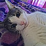 cat, feline, pet, animal, closeup, gray_and_white, whiskers, blanket, purple, indoor, curtains, fur, lying_down, relaxed, looking_at_camera, cute, cozy, soft_light, domestic, resting