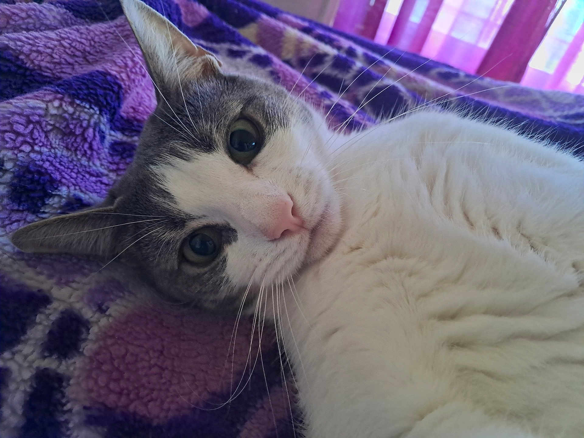 Faith Bubby joined the competition — help win amazing prizes! cat, feline, pet, animal, closeup, gray_and_white, whiskers, blanket, purple, indoor, curtains, fur, lying_down, relaxed, looking_at_camera, cute, cozy, soft_light, domestic, resting