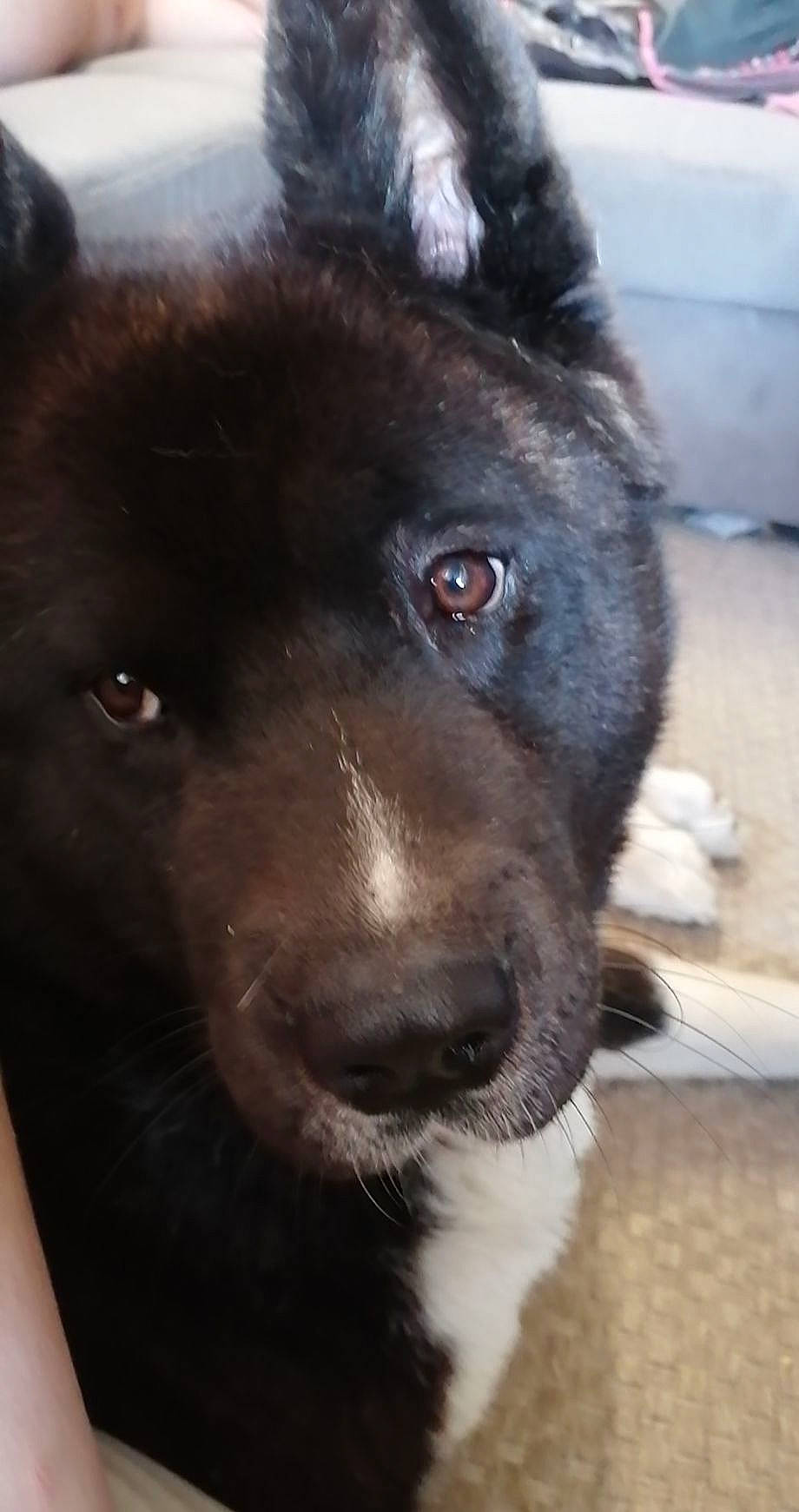 Pops participe au concours pour gagner de l'argent avec cette photo : ancient_dog_breeds, borador, canidae, carnivore, collar, companion_dog, dog, dog_breed, fang, fur, giant_dog_breed, guard_dog, herding_dog, non_sporting_group, snout, sporting_group, terrestrial_animal, whiskers, working_animal, working_dog