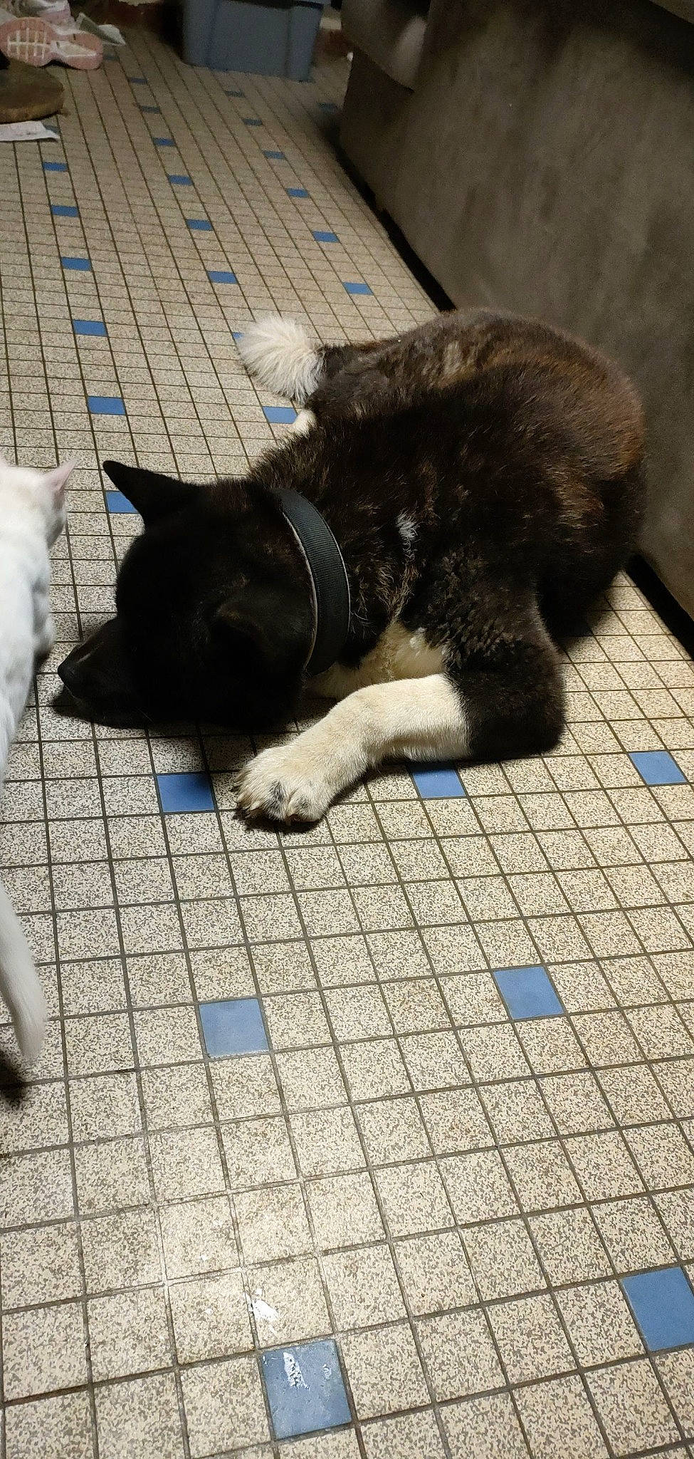 Pops participe au concours pour gagner de l'argent avec cette photo : black, black_cat, carnivore, cat, companion_dog, dog_breed, domestic_short_haired_cat, felidae, floor, flooring, fur, mammal, road_surface, small_to_medium_sized_cats, snout, tail, terrestrial_animal, tile_flooring, vertebrate, whiskers