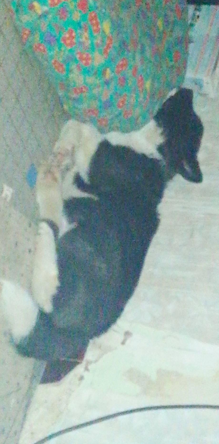 Pops participe au concours pour gagner de l'argent avec cette photo : canidae, carnivore, cat, comfort, companion_dog, dog_breed, felidae, flooring, fur, small_to_medium_sized_cats, snout, sporting_group, tail, terrestrial_animal, whiskers