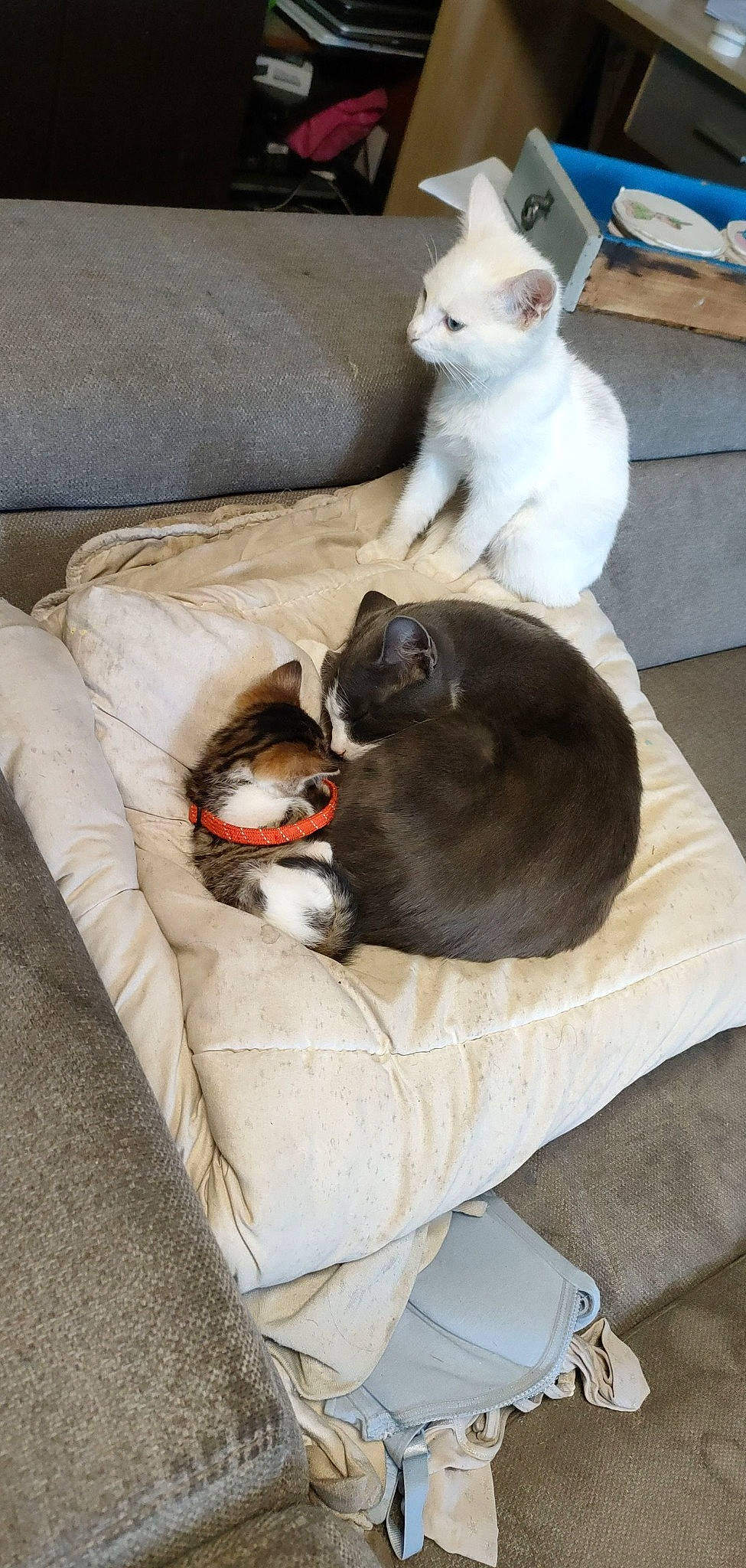 Timmy Et Blanco participe au concours pour gagner de l'argent avec cette photo : bag, canidae, carnivore, cat, comfort, companion_dog, couch, dog_breed, domestic_short_haired_cat, fawn, felidae, fur, grey, luggage_and_bags, paw, room, small_to_medium_sized_cats, tail, whiskers, white