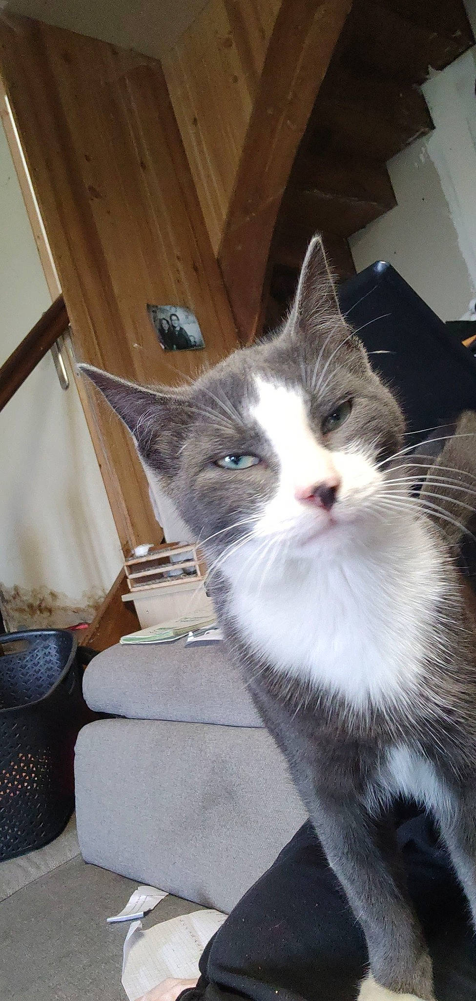 Timmy Et Blanco participe au concours pour gagner de l'argent avec cette photo : box, cardboard, carnivore, cat, comfort, domestic_short_haired_cat, eye, felidae, formal_wear, fur, paw, small_to_medium_sized_cats, snout, tail, whiskers, wood