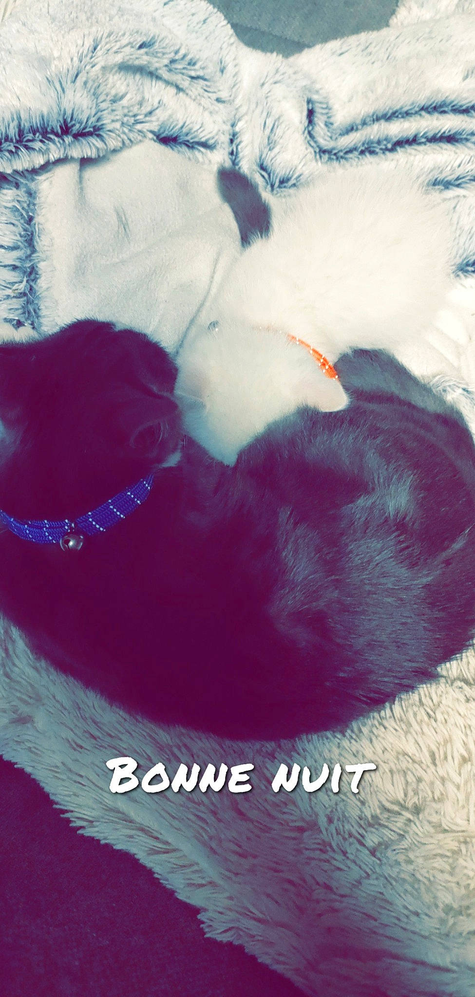 Timmy Et Blanco a rejoint le concours — aidez-le/la à gagner de superbes lots ! carnivore, cloud, collar, companion_dog, dog, dog_breed, dog_collar, electric_blue, felidae, fur, magenta, mammal, small_to_medium_sized_cats, snout, snow, tail, tints_and_shades, toy, vertebrate, whiskers