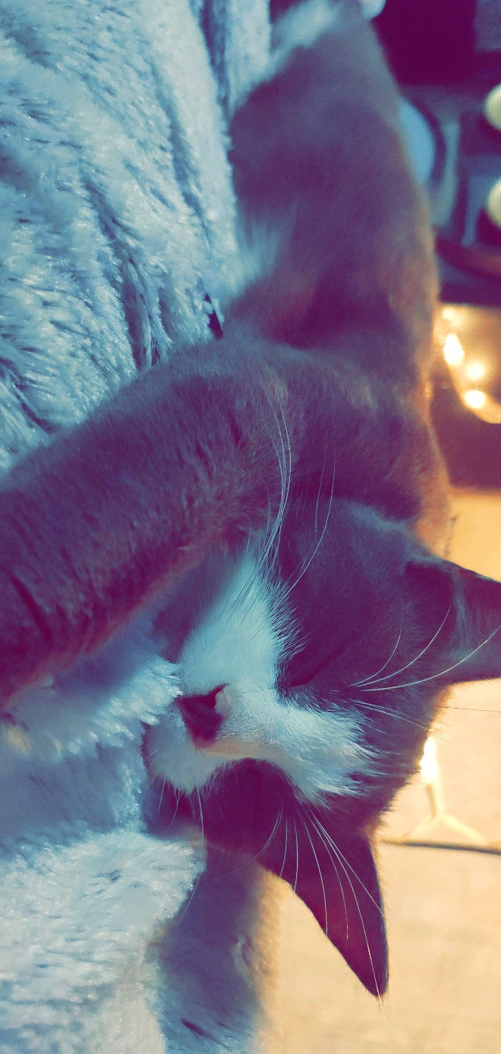 Timmy Et Blanco a rejoint le concours — aidez-le/la à gagner de superbes lots ! carnivore, cat, cloud, comfort, dog_breed, felidae, foot, hand, human_leg, leg, mammal, plant, sky, small_to_medium_sized_cats, snout, tail, tree, vertebrate, whiskers, window