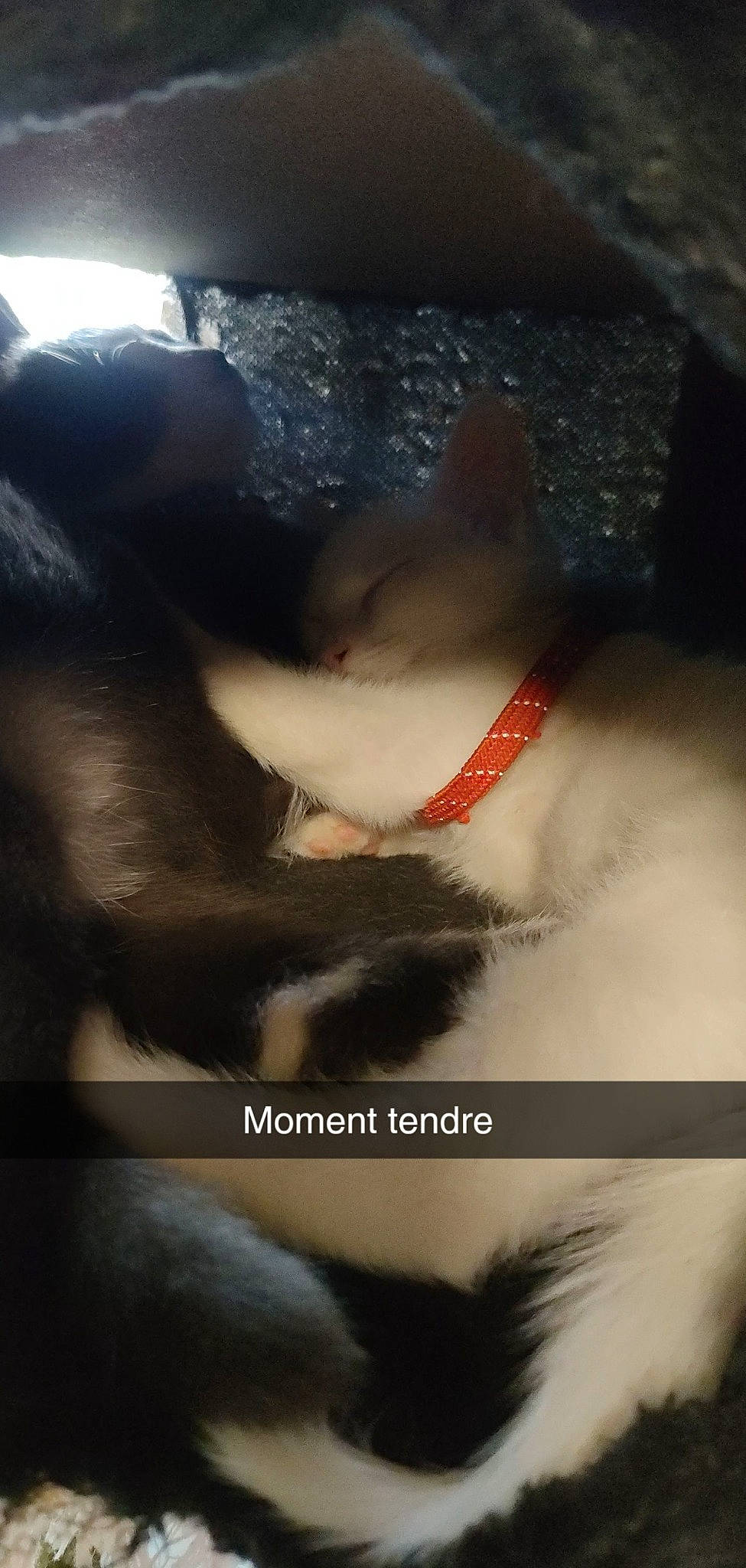 Timmy Et Blanco a rejoint le concours — aidez-le/la à gagner de superbes lots ! canidae, carmine, carnivore, cat, darkness, dog_breed, domestic_short_haired_cat, fawn, felidae, flesh, font, fur, jaw, paw, photo_caption, sky, small_to_medium_sized_cats, snout, tail, whiskers